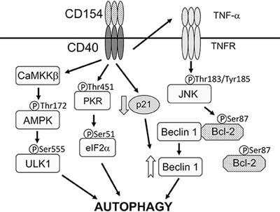 Interplay Between Toxoplasma gondii, Autophagy, and Autophagy Proteins